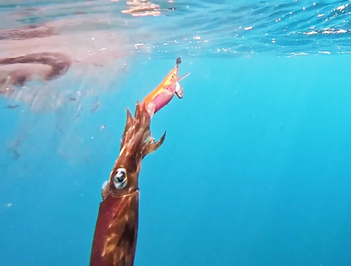 スクイッドマニア アオリイカのイメージ